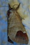 Clostera curtula