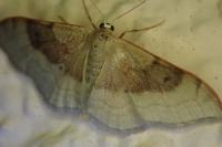 Idaea degeneraria
