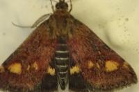 Pyrausta aurata