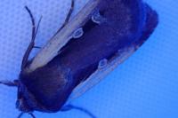 Ochropleura plecta