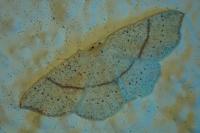 Cyclophora punctaria