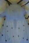 Spilosoma lubricipeda