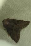 Oligia