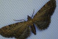 Eupithecia vulgata