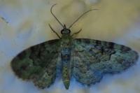 Pasiphila rectangulata