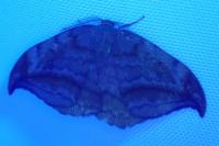 Drepana curvatula
