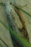 Aphomia sociella