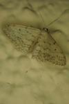 Idaea seriata