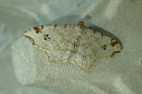 Macaria notata