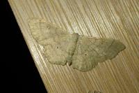 Idaea straminata