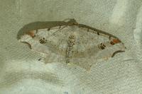 Macaria alternata