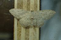 Idaea seriata