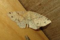 Cyclophora porata