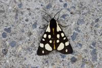 Arctia villica