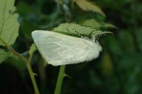 Leucoma salicis