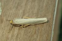 Eilema caniola