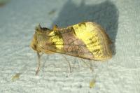Diachrysia chrysitis