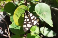 Arctia villica
