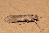 Nomophila noctuella