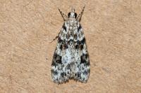 Eudonia