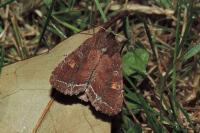 Lacanobia oleracea