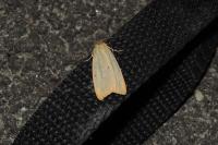 Cybosia mesomella