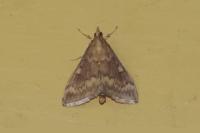 Ostrinia nubilalis