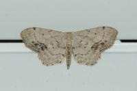 Idaea dimidiata