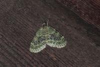 Acasis viretata