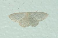 Idaea subsericeata
