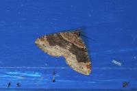 Xanthorhoe ferrugata