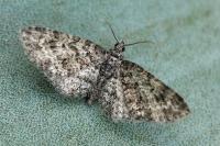 Eupithecia dodoneata