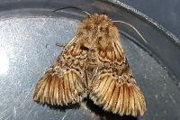 Amephana anarrhini