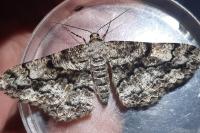 Peribatodes umbraria umbraria