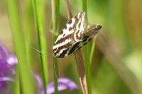 Emmelia trabealis