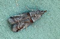 Acrobasis obliqua