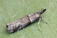 Acrobasis obliqua