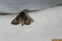 Euplexia lucipara