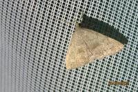 Pechipogo strigilata