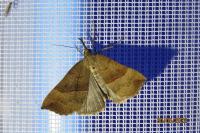 Hypena proboscidalis