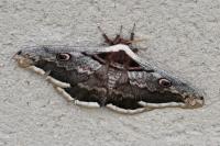 Saturnia pyri