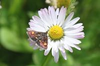 Pyrausta aurata
