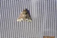 Oligia strigilis/versicolor