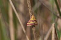 Pyrausta sanguinalis