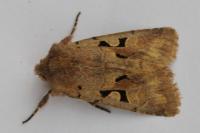 Orthosia gothica
