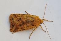 Conistra rubiginea