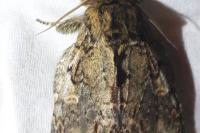 Peridea anceps