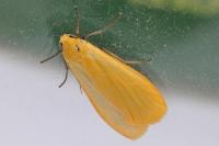 Wittia sororcula