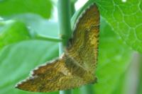 Camptogramma bilineata