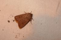 Mythimna albipuncta